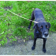 Piquet chien en chrome longueur 40 cm